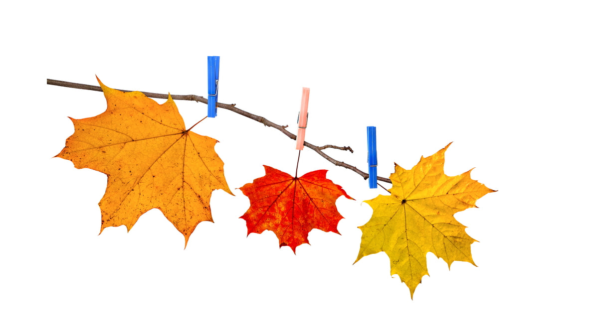 Top Tips for Getting Your Garden Ready for Winter: A Gift for the Green-fingered