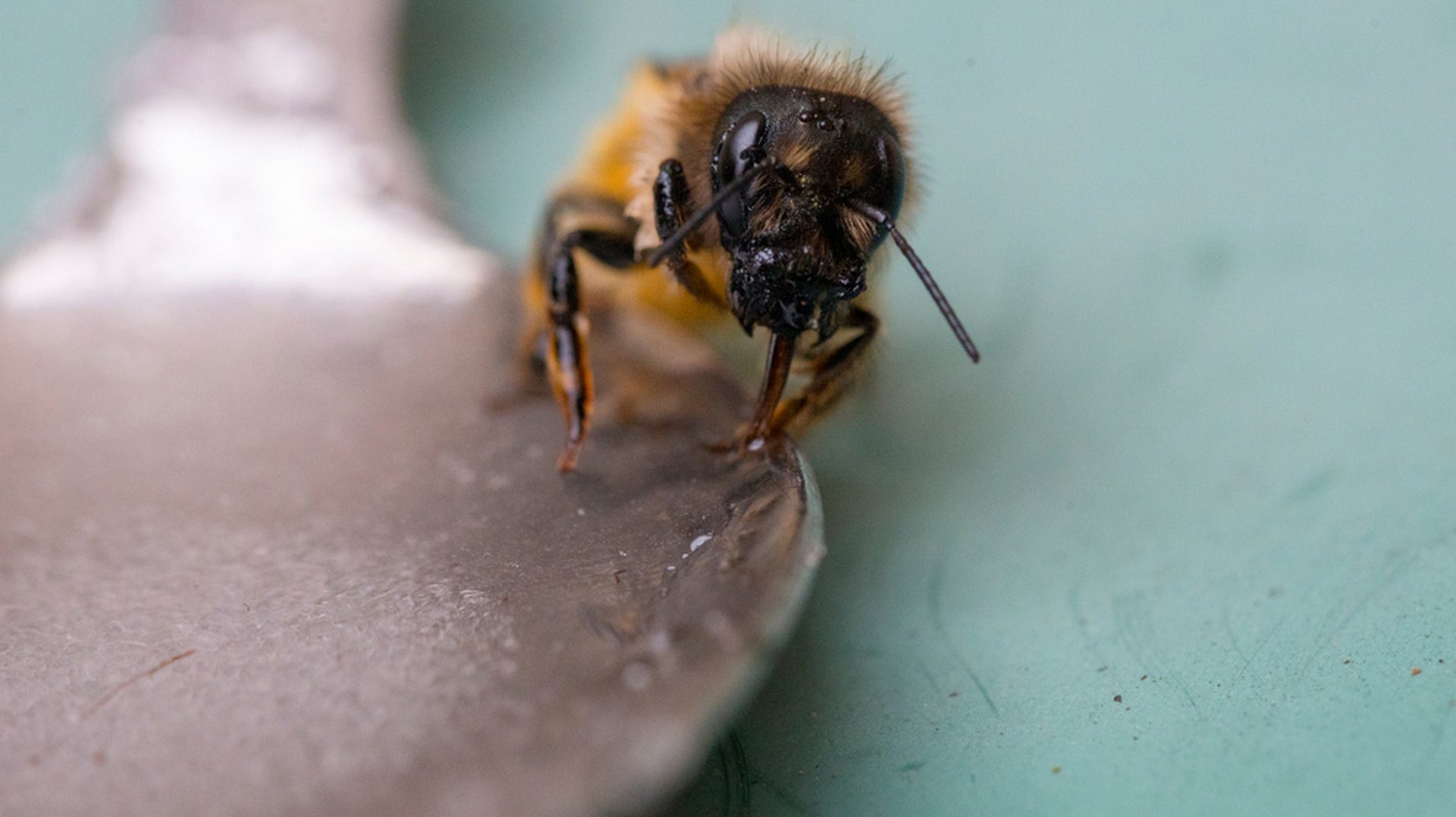 From our bee-autiful friends to your beautiful friends.  Give the gift of kindness to humans and bees alike this summer.