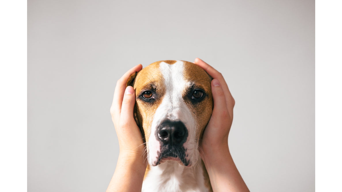 Keeping Pets Comfortable on Bonfire Night – Three Top Tips