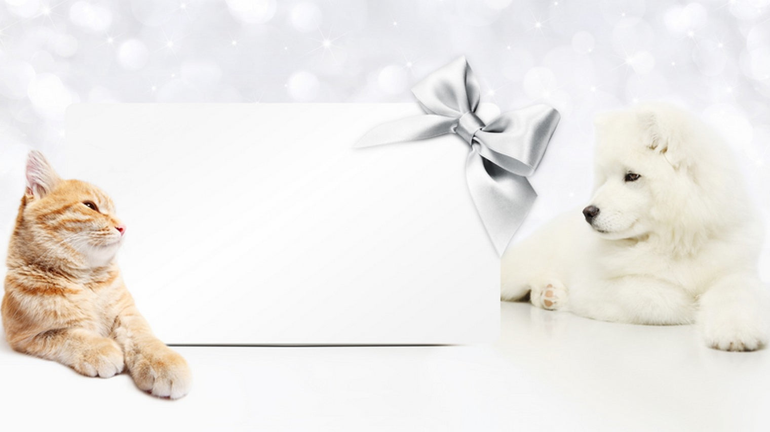 Cats vs Dogs - Who Does it Better and Gifts for Both