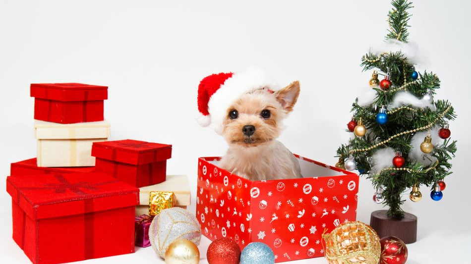 What Should I Gift My Dog?