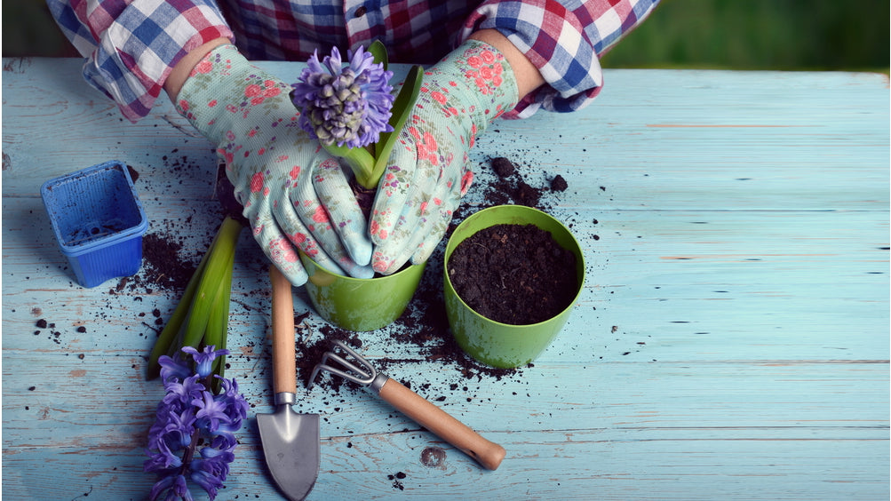 Struggling with Your Houseplants?  Handy Hints to Keep Them Happy