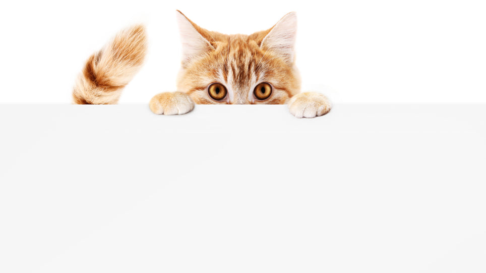 Looking to Take on a Kitten?  Check out our Guide and Links to Expert Advice.