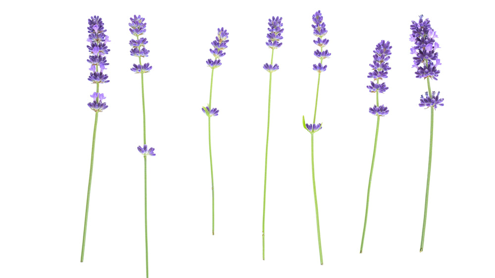 What to Get Someone Who is Stressed?