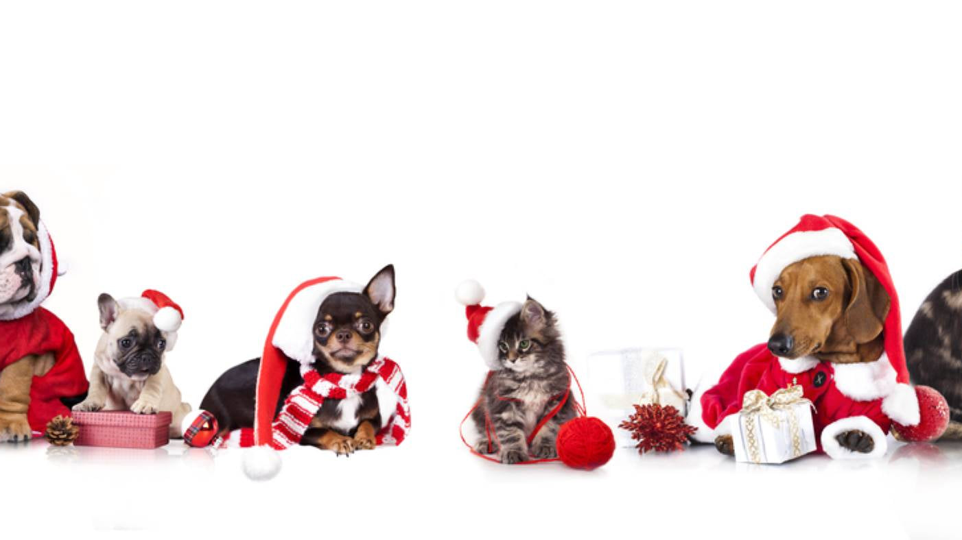 Looking for Gifts for your Pampered Pets?  Here at Ooh we’ve thought of them too!