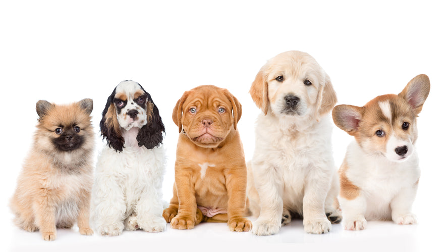New Puppy? Top Tips for a Doggy Match Made in Heaven