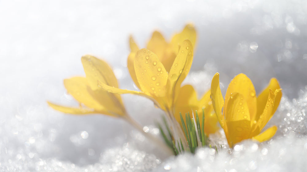 What do gardeners do in the winter? Tips and Gift Ideas