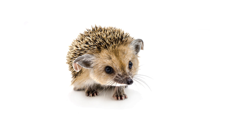 World Wildlife Day – Do your bit where you are