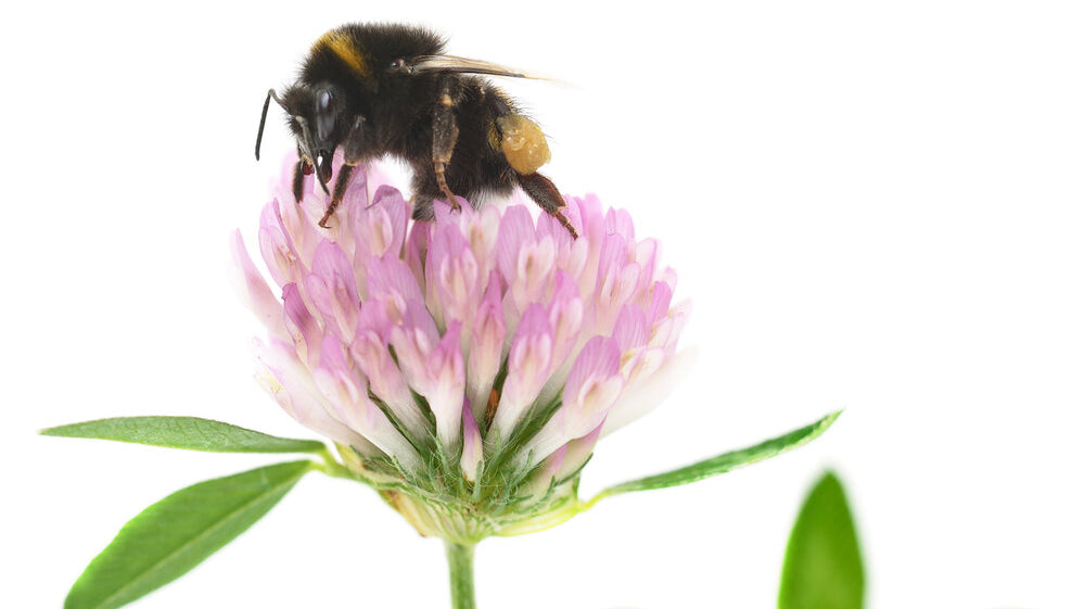 World Bee Day – 20th May, What is it and What Can You Do to Help?