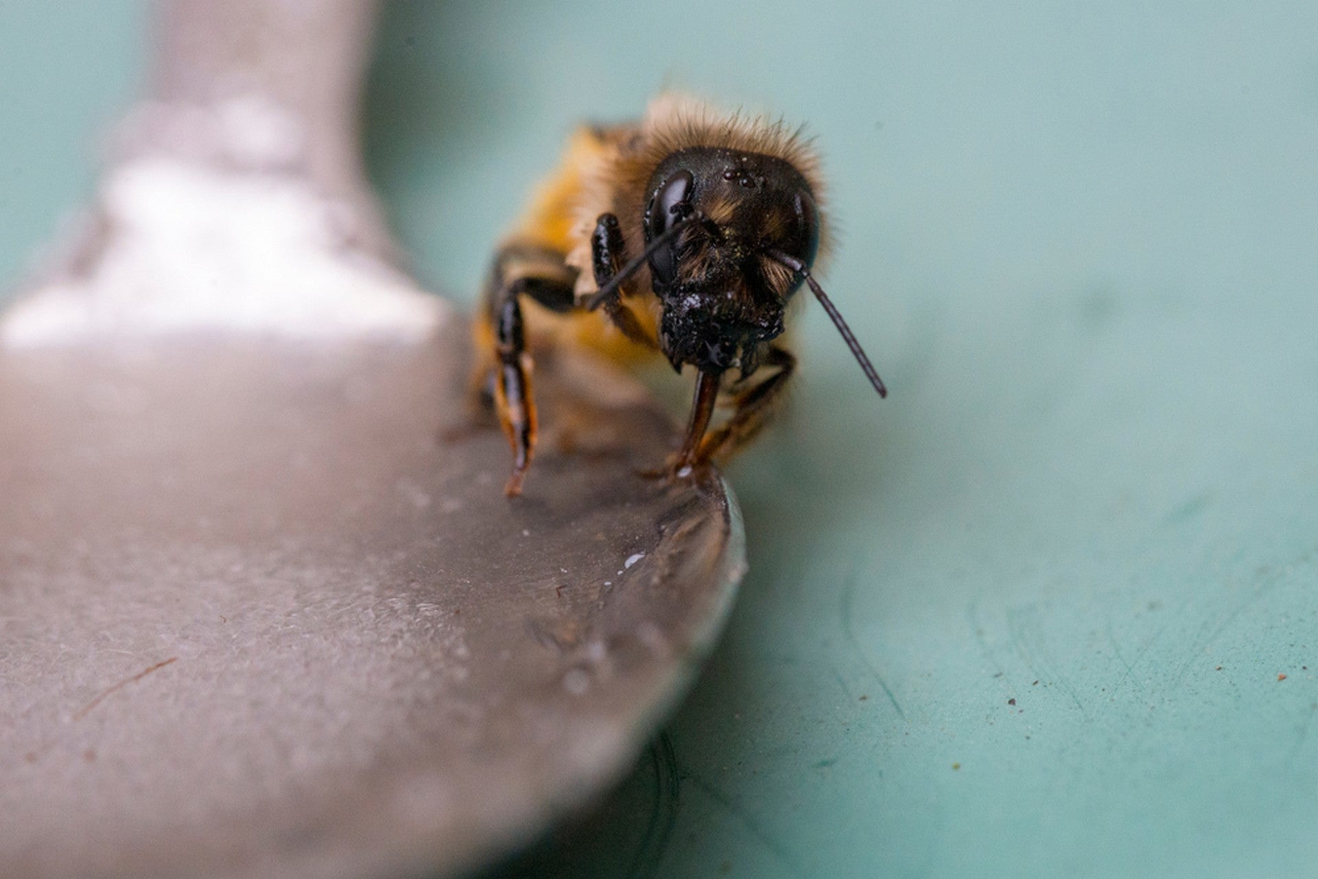 From our bee-autiful friends to your beautiful friends.  Give the gift of kindness to humans and bees alike this summer.