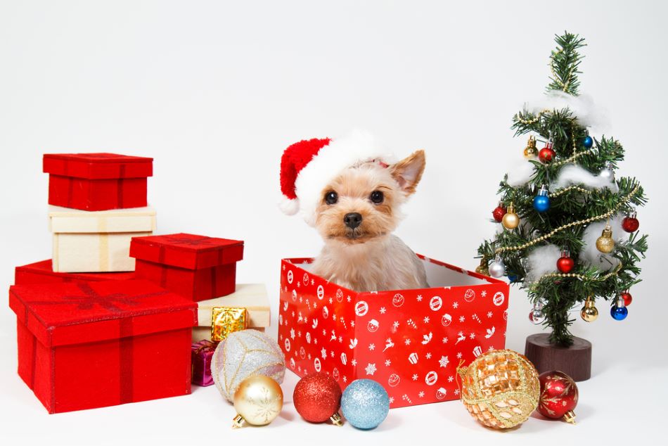 What Should I Gift My Dog?