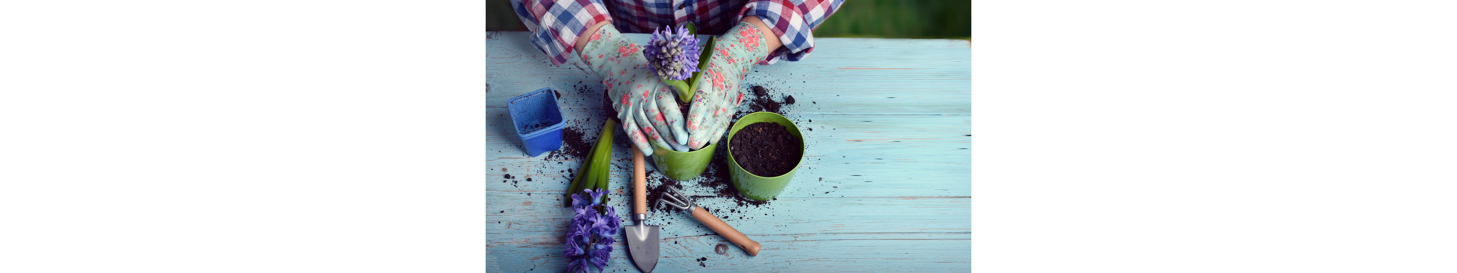 Struggling with Your Houseplants?  Handy Hints to Keep Them Happy