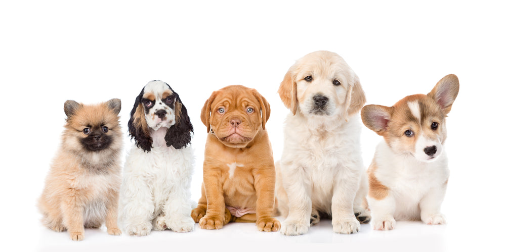 New Puppy? Top Tips for a Doggy Match Made in Heaven