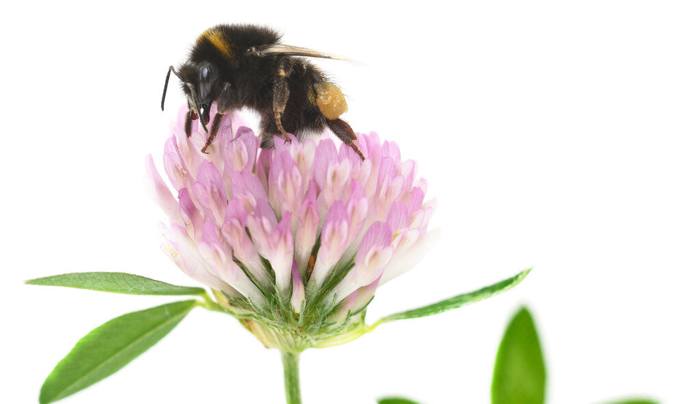 World Bee Day – 20th May, What is it and What Can You Do to Help?